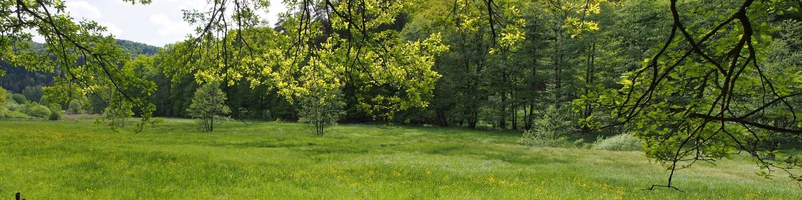 Picture of a green field with a trees